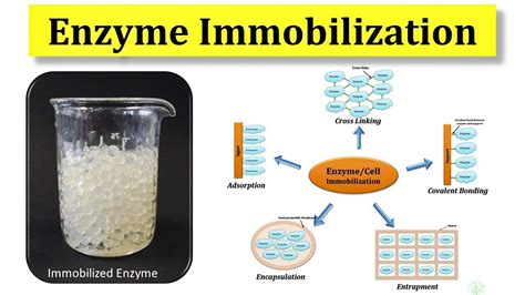 Enzyme Immobilization Enzyme Immobilization Pharmaceutical