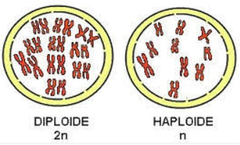 O Que Sao Celulas Diploides - Las células diploides se producen al finalizar el proceso de mitosis ...