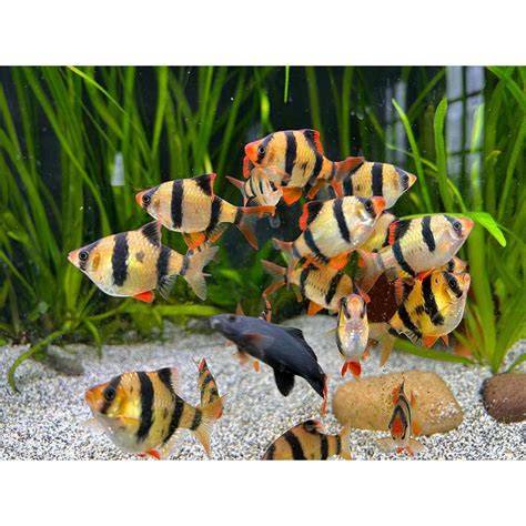 Jual Ikan Hias Aquascape Sumatra Tiger Barb Ikan Loreng Zebra Shopee