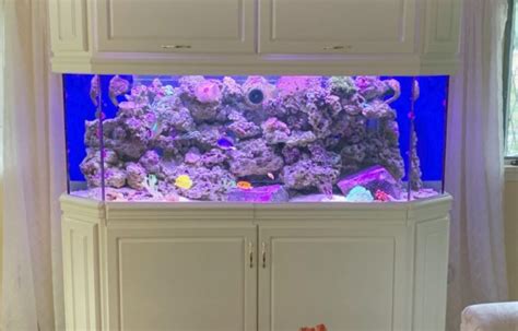 Custom Living Reef Saltwater Aquarium Creation Of The Sea