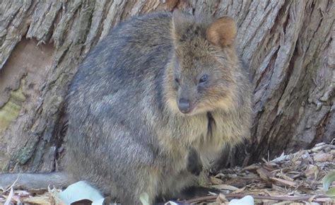 Perth Zoo quokka could help sustain mainland quokka numbers | The West Australian