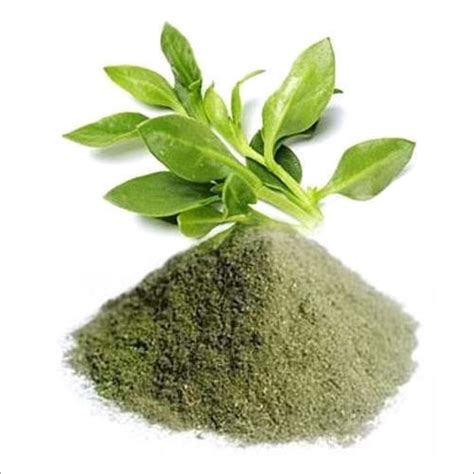 Kalmegh Andrographis Paniculata Powder At Best Price In Ahmedabad