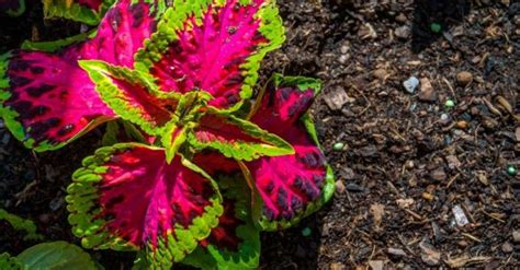 26 Plectranthus Varieties: The Ultimate Guide to How To Plant And Care