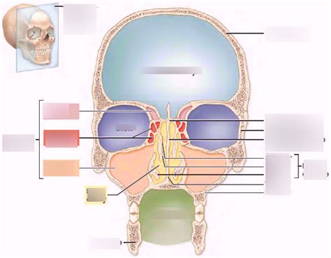 Major Cavities Of The Skull Diagram Quizlet