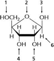 Figure 7-3 Shows a Ribose Sugar | Biology+