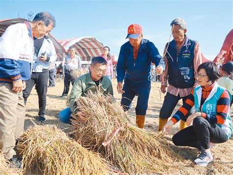 外埔無毒米食節 展示倒吊曬稻法 地方新聞 中國時報