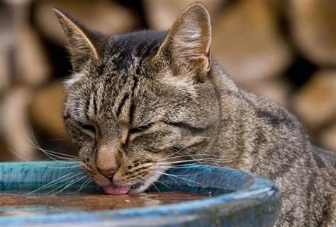 Hot weather: Animals also at risk of heat stroke | Astro Awani