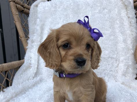 Puppies Winter 2020 Gallery — Austin Golden Doodles