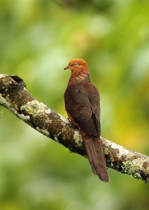 cuckoo dove alchetron   social encyclopedia