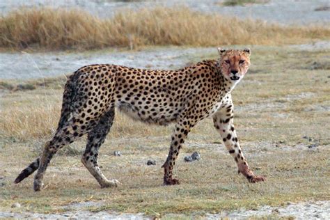 File:Acinonyx jubatus walking edit.jpg - Wikipedia