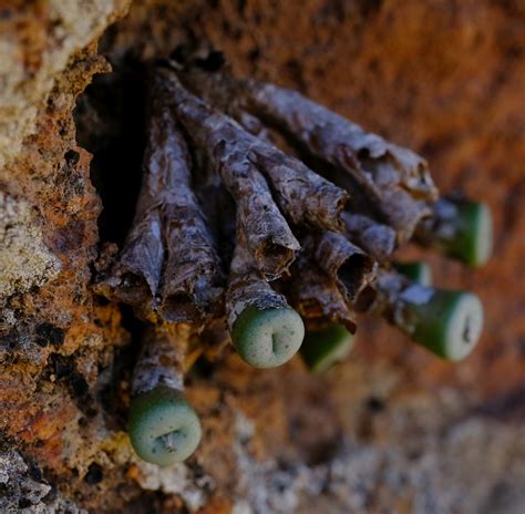 Conophytum Obscurum Barbatum In August 2023 By Nick Helme · Inaturalist