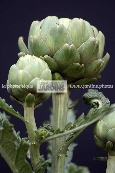 la photothèque LES PLUS BEAUX JARDINS Cynara cardunculus subsp