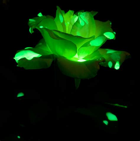 Glowing Rose by Caitiekabob on DeviantArt