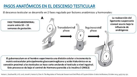 Criptorquidia Y Micropene