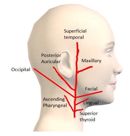 Branches of the external carotid artery - important to know are lingual ...