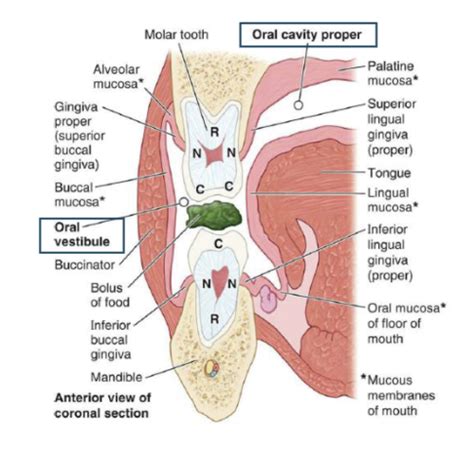 Oral Cavity Flashcards Quizlet