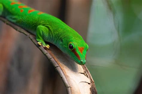 Giant Day Gecko Care Sheet Size Diet Tank Size And More