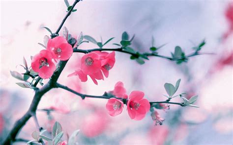 HD Flower Wallpapers - Wallpaper Cave