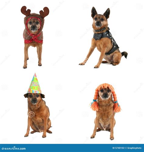 A group of dogs stock photo. Image of clothes, jacket - 5740102