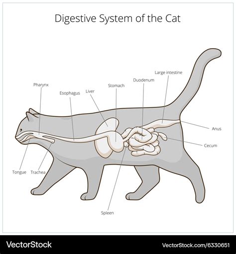 Cat Anatomy Digestive System Diagram