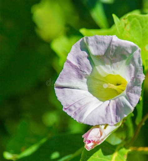 White Morning Glory Wildflower Stock Image Image Of Ipomoea Closeup