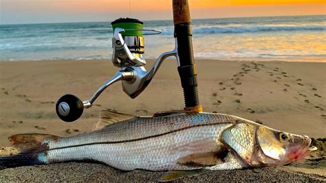 ᐈ Cómo Pescar Robalo en la Playa 2025 LaLicenciadePesca