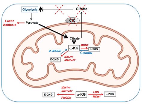 Biomolecules Free Full Text The Mitochondrial Citrate Carrier