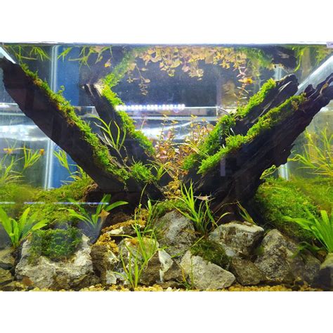 Jual Aquascape Fullset Tema Natural Po Shopee Indonesia