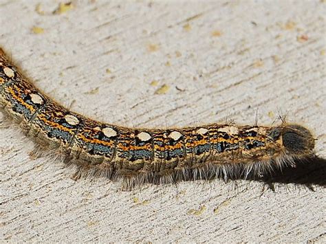 Fun Forest Tent Caterpillar Moth Facts For Kids | Kidadl