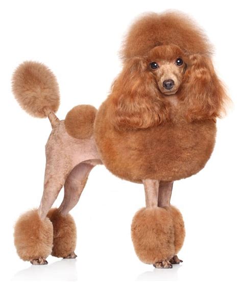 poodle haircuts styles expert groomer explains