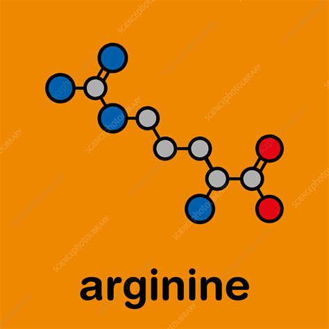 Arginine amino acid molecule, illustration - Stock Image - F027/8157 ...