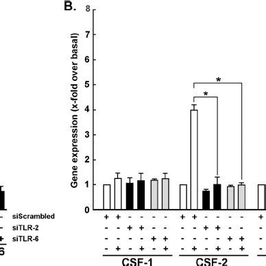 EGCG Inhibits ConA Induced CSF 2 CSF 3 And MT1 MMP Gene Expression