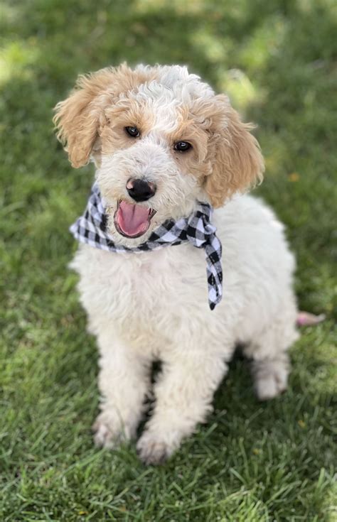 Dog for Adoption - Simon, a Poodle (Standard) in Chandler, AZ | Alpha Paw