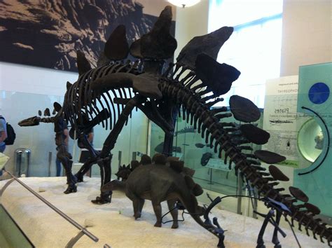 American Museum Os Natural History Stegosaurus New York City Attractions Natural History