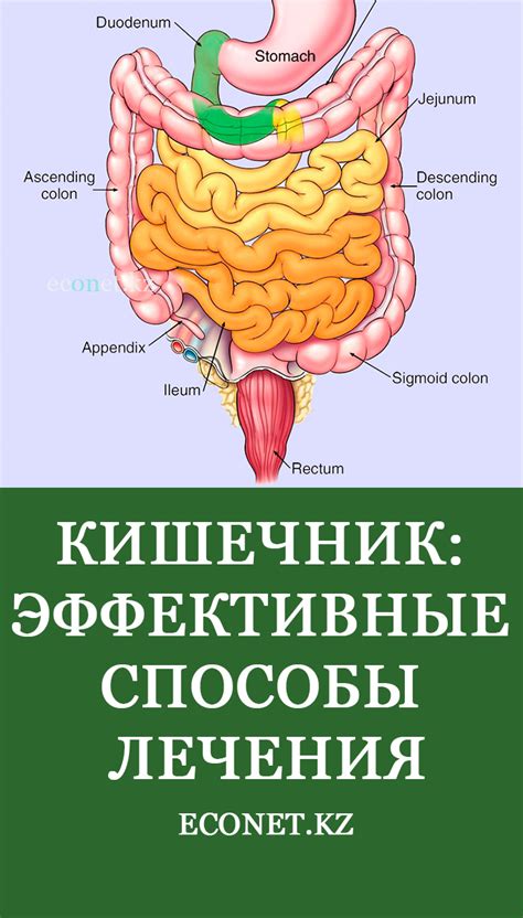 Кишечник: эффективные способы лечения У вас проблемы с кишечником? В ...