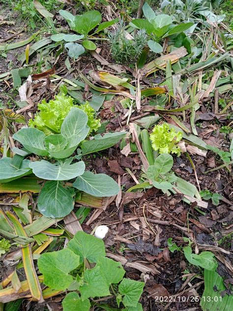 cadelinha da agroecologia on Twitter Top 1 sensação de dever cumprido