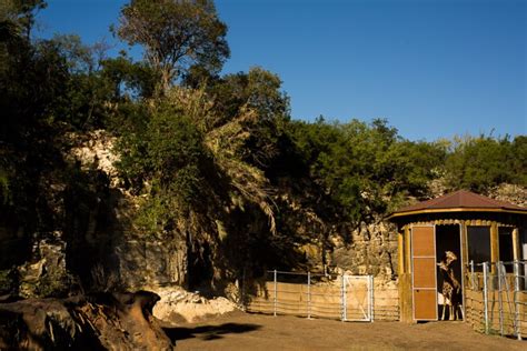 Giraffes Return To San Antonio