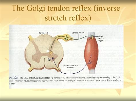 Stretch reflex and Golgi Tendon Reflex Dr Faten