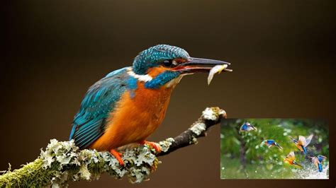 10 Facts about the European Kingfisher