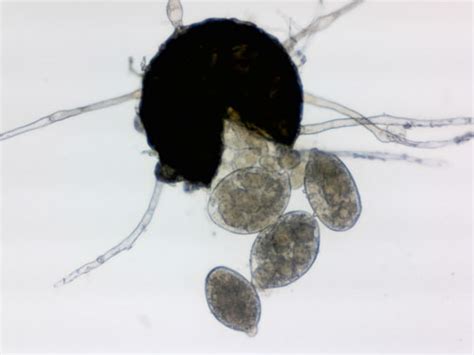 Erysiphe Necator Plant Parasites Of Europe