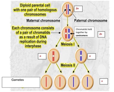 12 Genetic Diversity Flashcards Quizlet