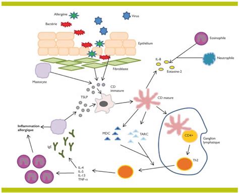 Figure 5 from Prise en charge de la dermatite atopique et intérêt des