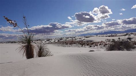 Yucca Plant Yucca Elata and Desert Pants on Sand Dune at White Sands ...