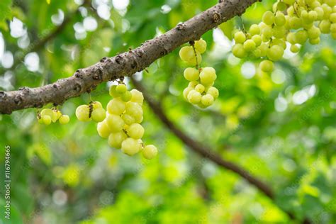 Bunch Gooseberry Phyllant Hus Acidus Native Gooseberry Fruit Stock