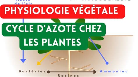 Physiologie V G Tale Cycle D Azote Pour Les Plantes V G Tale Azote