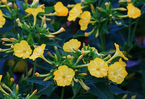 weed  yellow flowers  stock photo public domain pictures