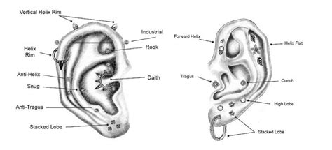 The Ultimate Piercing Size Guide Types Sizes And Fitting