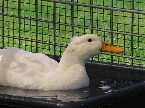 20 Facts About Ducks You May Not Know - Hobby Farms