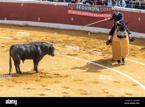 Bull Armor Hi Res Stock Photography And Images Alamy