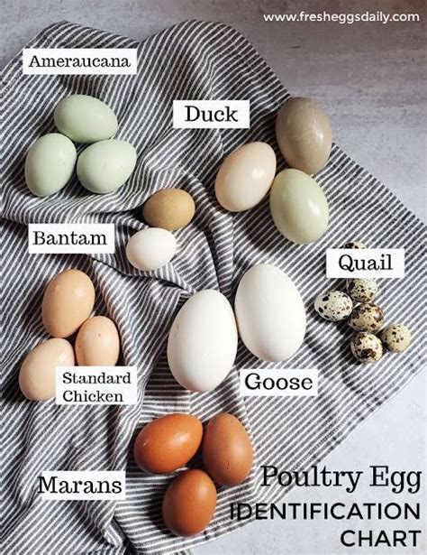 Poultry Egg Identification Chart Chicken Duck Goose Quail Turkey Emu